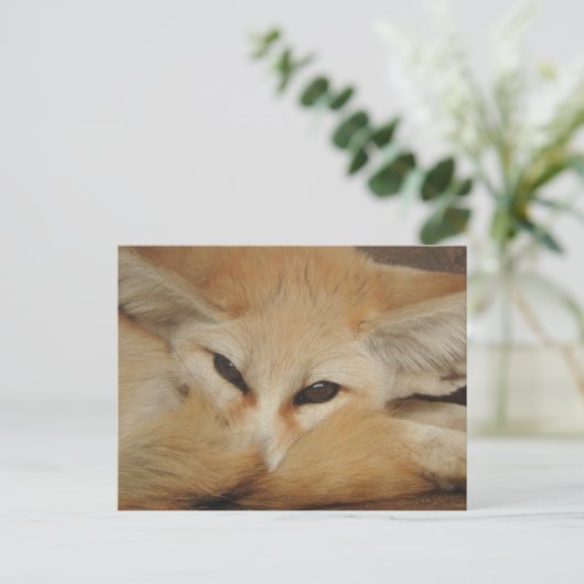 Fennecキツネはがき ポストカード (スタンド正面)
