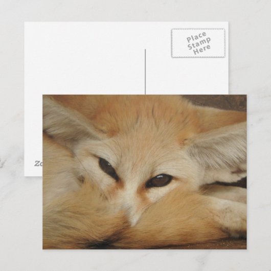 Fennecキツネはがき ポストカード (正面/裏面)
