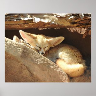 Fennec Fox ポスター