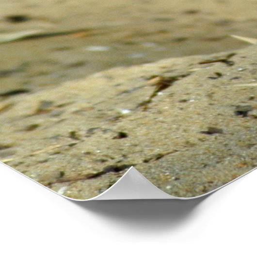 Fennec fox ポスター (角)