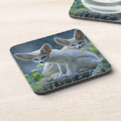 Fennek (Vulpesのzerda) W�_stenfuchs、Fennec コースター (左側)