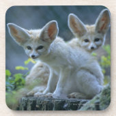 Fennek (Vulpesのzerda) W�_stenfuchs、Fennec コースター (正面)