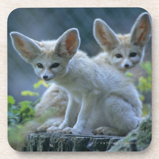 Fennek (Vulpesのzerda) W�_stenfuchs、Fennec コースター (正面)