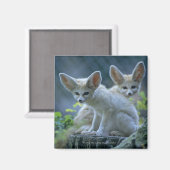 Fennek (Vulpes zerda) W_stenfuchs�, Fennec マグネット (正面/裏面)
