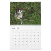 Feral Life Feral Cats Photo Calendar カレンダー (3月 2027)