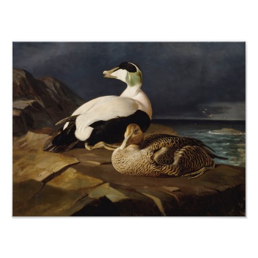 Ferdinand von Wright – 共通の蜘蛛のペア フォトプリント (正面)