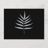 Fern – ポリポディウムグランディデンズ – X線効果 – 10 ポストカード (正面)