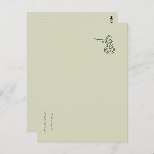 Fern Fiddlehead- Botanists Pause- Minimal ポストカード (正面/裏面)