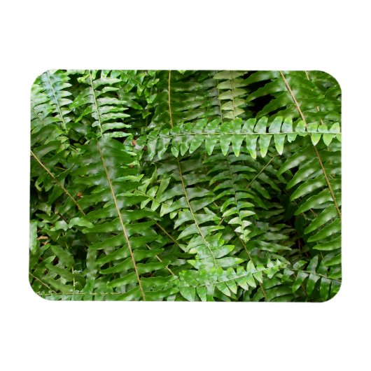 Fern Fronds I Green Nature マグネット (横)