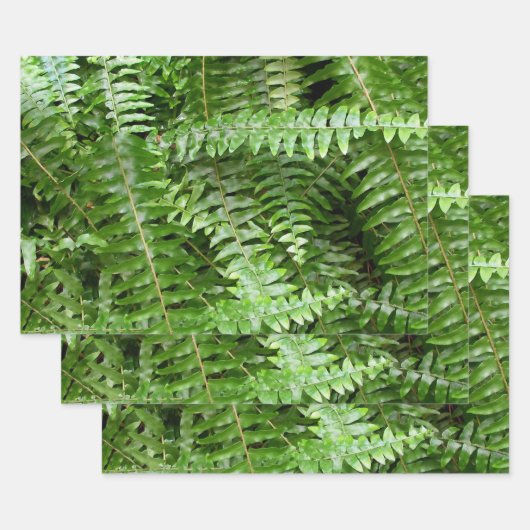 Fern Fronds I Green Nature ラッピングペーパーシート (セット)
