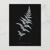 Fern - Gymnogramma Sulphurea - X線効果 – 03 ポストカード (正面)