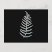 Fern - Polypodyum Vulgare - X線効果 – 09 ポストカード (正面)