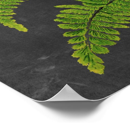 Fern sign w/ Chalkboard Background no. 5 ポスター (角)