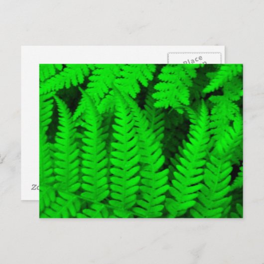 fern_tree ポストカード (正面/裏面)