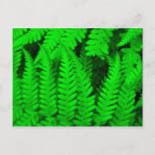 fern_tree ポストカード (正面)