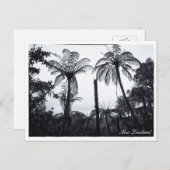 Fern Tree Forest、自然、ニュージーランド  ポストカード (正面/裏面)