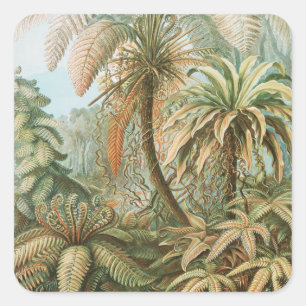 Fernst, Filicinae Laubfarne著Ernst Haeckel スクエアシール