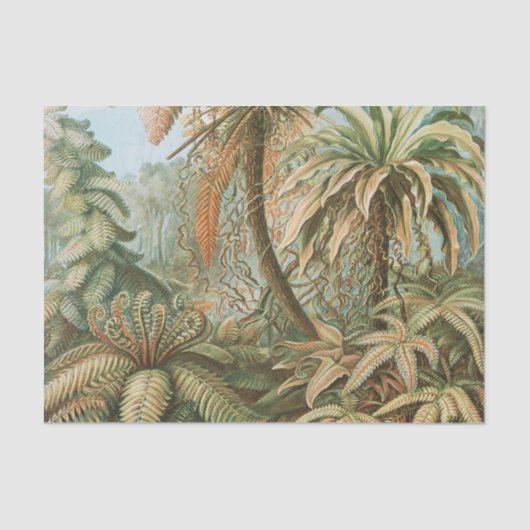 Fernst, Filicinae Laubfarne著Ernst Haeckel 薄葉紙 (正面)