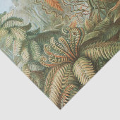 Fernst, Filicinae Laubfarne著Ernst Haeckel 薄葉紙 (詳細)