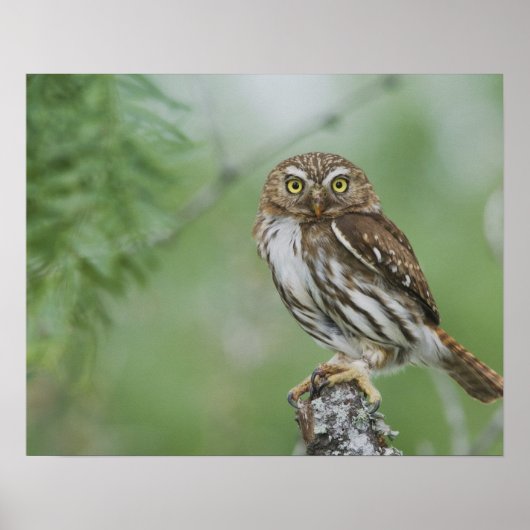 Ferruginous Pygmy-Owl, Glautidium brasilianum, 3 ポスター (正面)
