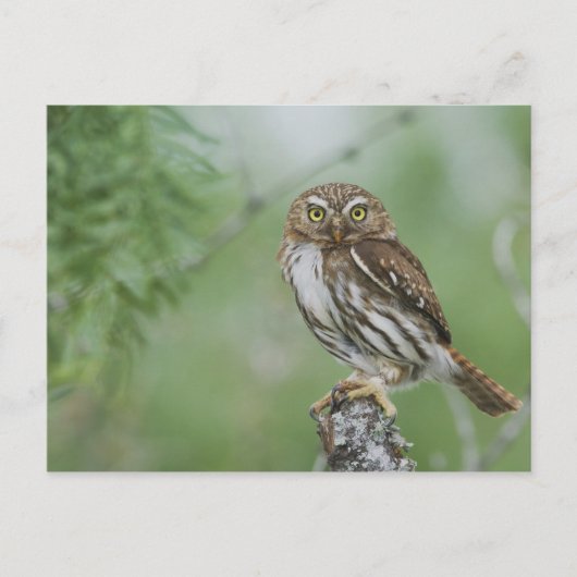 Ferruginous Pygmy-Owl, Glautidium brasilianum, 3 ポストカード (正面)