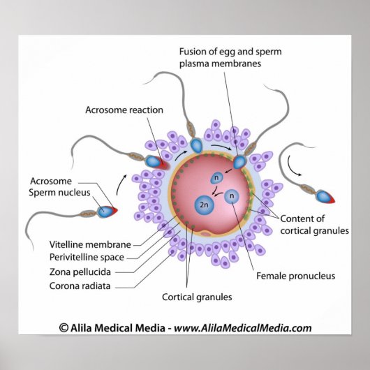 Fertilization labeled diagram ポスター (正面)