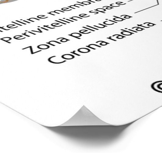 Fertilization  labeled diagram ポスター (角)