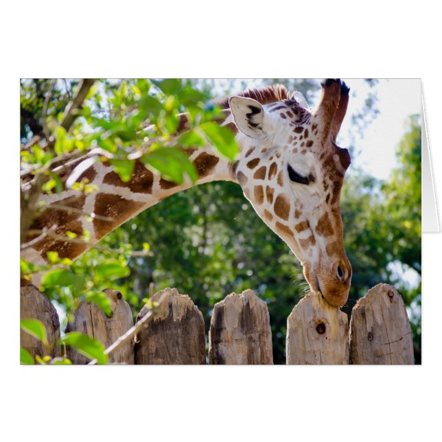 Fiberlicious (正面横)