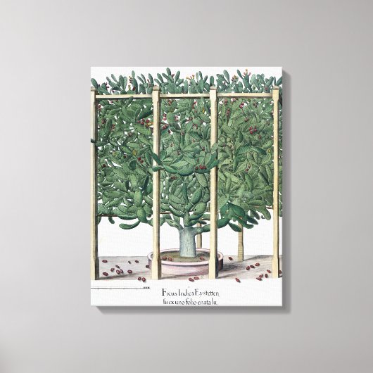 Ficus indica eysttensis, from the 'Hortus Eystet キャンバスプリント (正面)