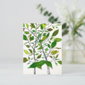 Ficus Plant Color Pencil Tree Drawing ポストカード (スタンド正面)