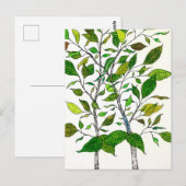 Ficus Plant Color Pencil Tree Drawing ポストカード (正面/裏面)
