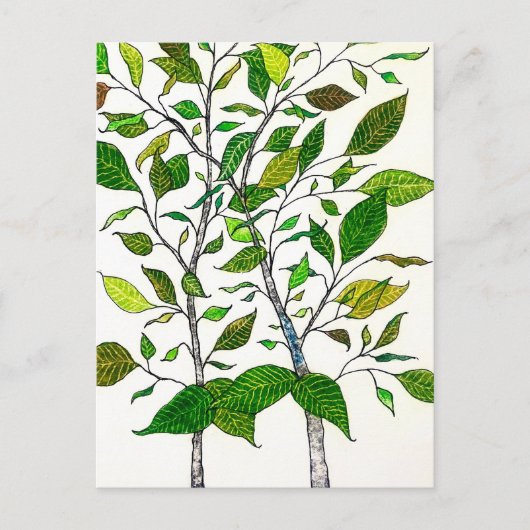 Ficus Plant Color Pencil Tree Drawing ポストカード (正面)