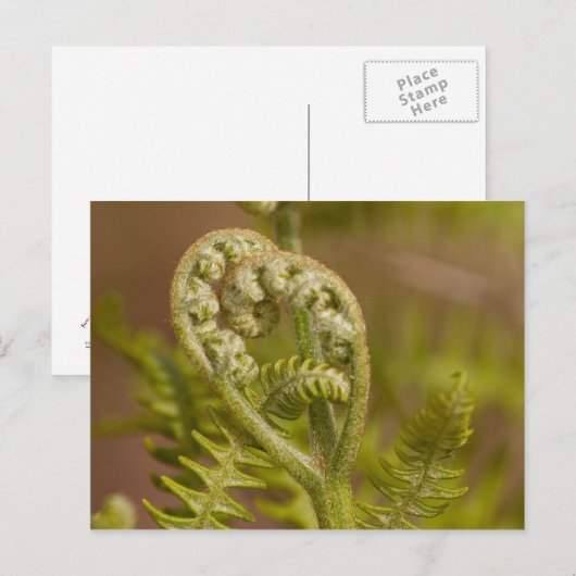 Fiddlemhead Fernのハート写真 ポストカード (正面/裏面)