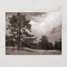 Field and Tree Photo（ニューヨーク、ハドソン） ポストカード