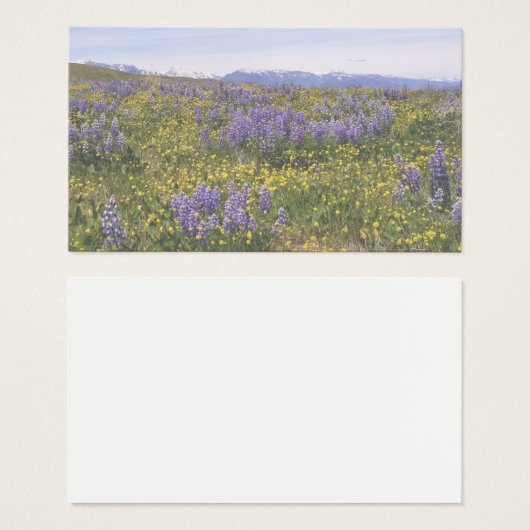 Field of Flowers Note Card (正面&裏面)