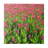 Field of Pink Tulips タイル (正面)