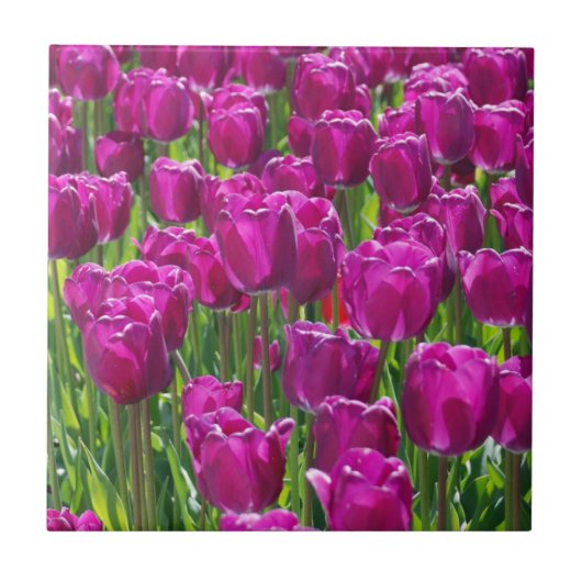 Field of Purple Tulips タイル (正面)
