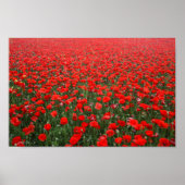 Field of Red Poppies ポスター (正面)
