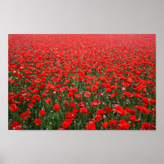 Field of Red Poppies ポスター (正面)