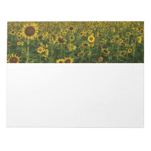 Field of Sunflowersメモ帳 ノートパッド