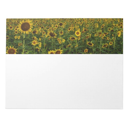 Field of Sunflowersメモ帳 ノートパッド (正面)