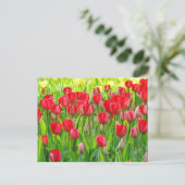 Field of Tulips Postcard ポストカード (スタンド正面)