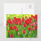 Field of Tulips Postcard ポストカード (正面/裏面)