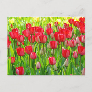 Field of Tulips Postcard ポストカード