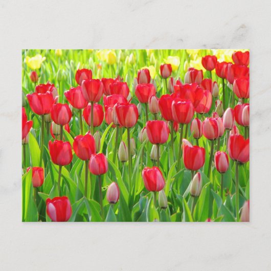 Field of Tulips Postcard ポストカード (正面)