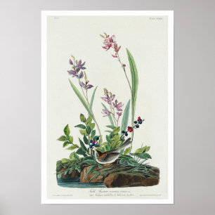 Field Sparrow by Audubon Poster ポスター