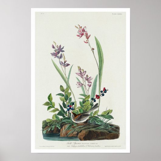 Field Sparrow by Audubon Poster ポスター (正面)