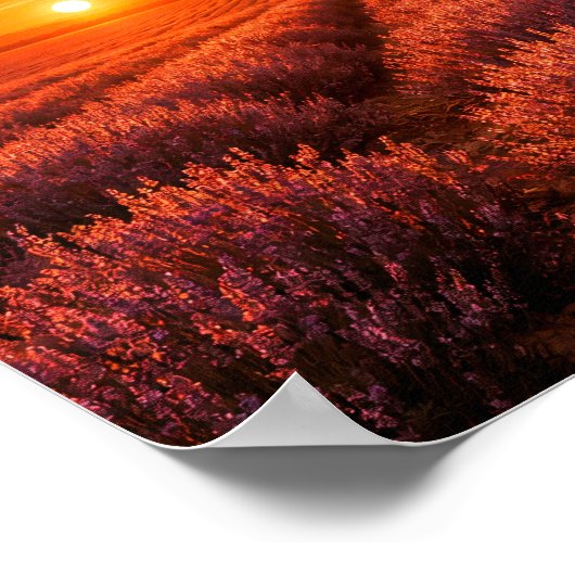 Fiery Sunset Lavender Fields Poster - Warm Orange ポスター (角)