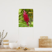 Fiji, Viti Levu Island. Flower. ポスター (キッチン)