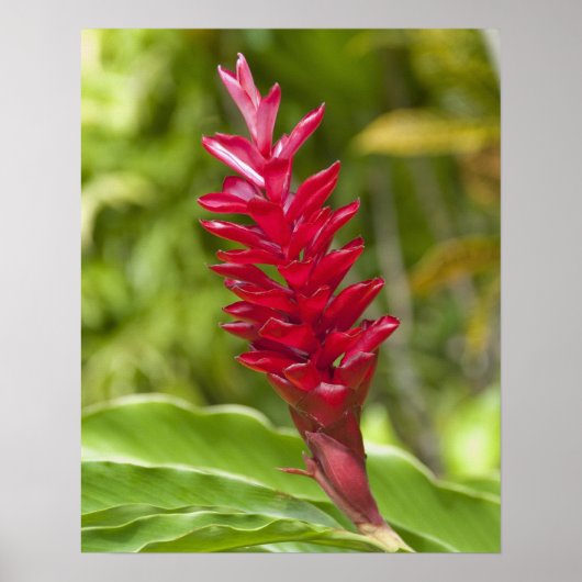 Fiji, Viti Levu Island. Flower. ポスター (正面)